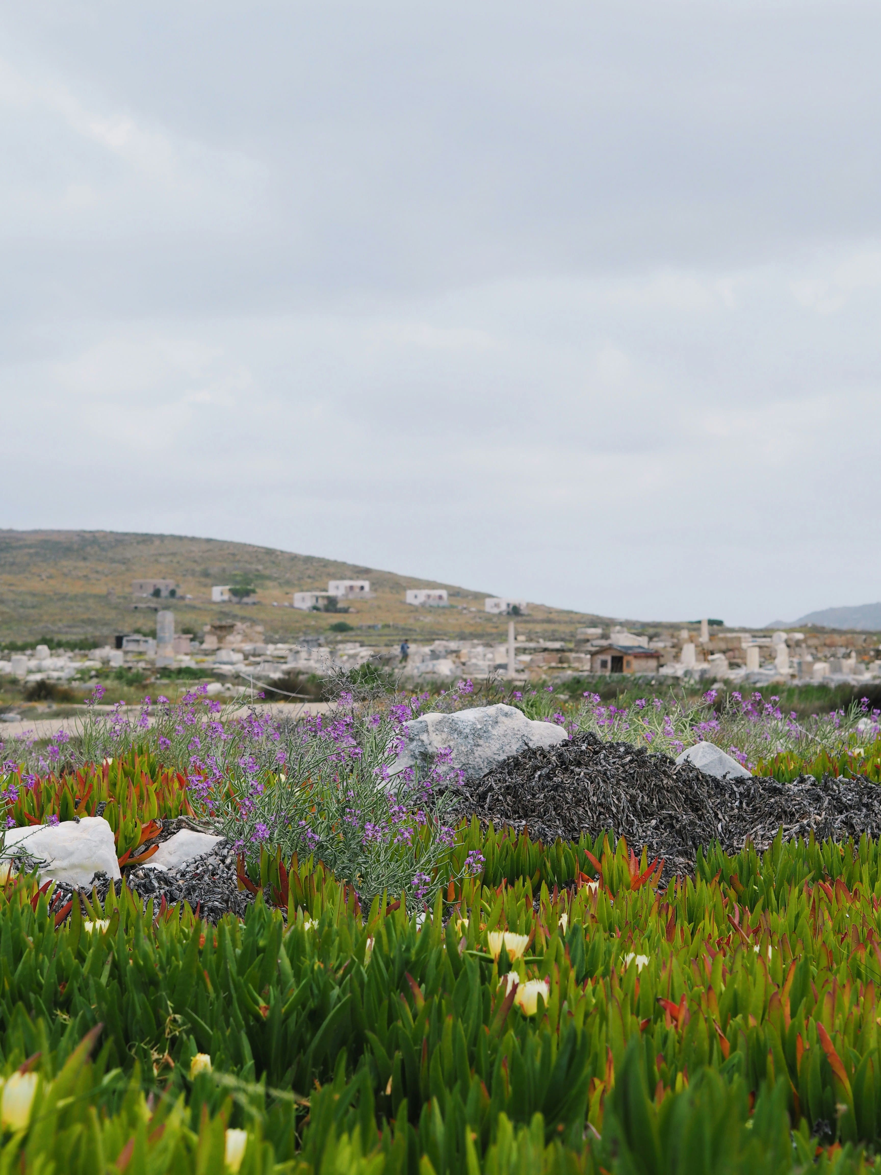 Blooming wildflowers and succulents on Delos Island with ancient marble ruins and Cycladic houses visible in the background under a cloudy sky.